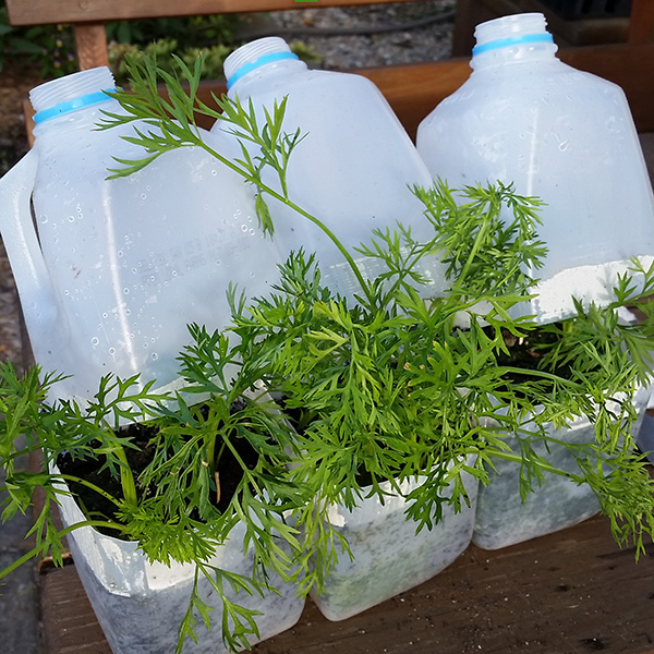 Protect Your Seedlings By Using Milk Jugs